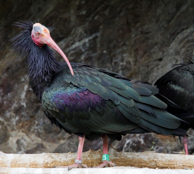Ibis skalní Hans. Foto Tomáš Adamec, Zoo Praha